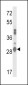 GSTA2 Antibody (N-term)